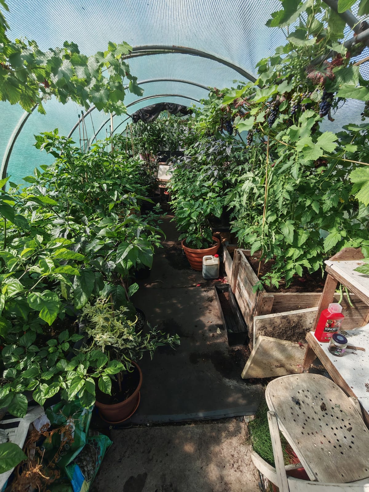 Fresh red chilli harvest