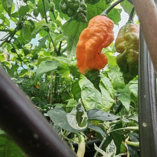 Pickle Surprise Chilli