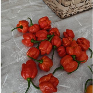 Armageddon Chilli