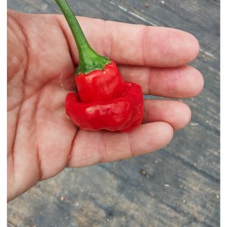 Jamaican Mushroom red Chilli