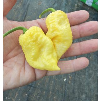 White Moruga Chilli