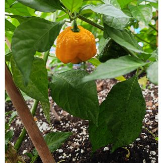 Big Yellow Mama chilli
