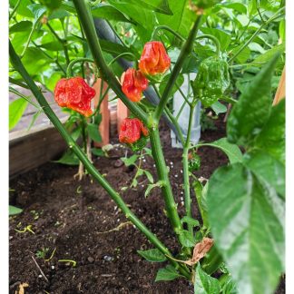 Heatless Moruga Chilli