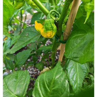 Yellow Scorpion Chilli